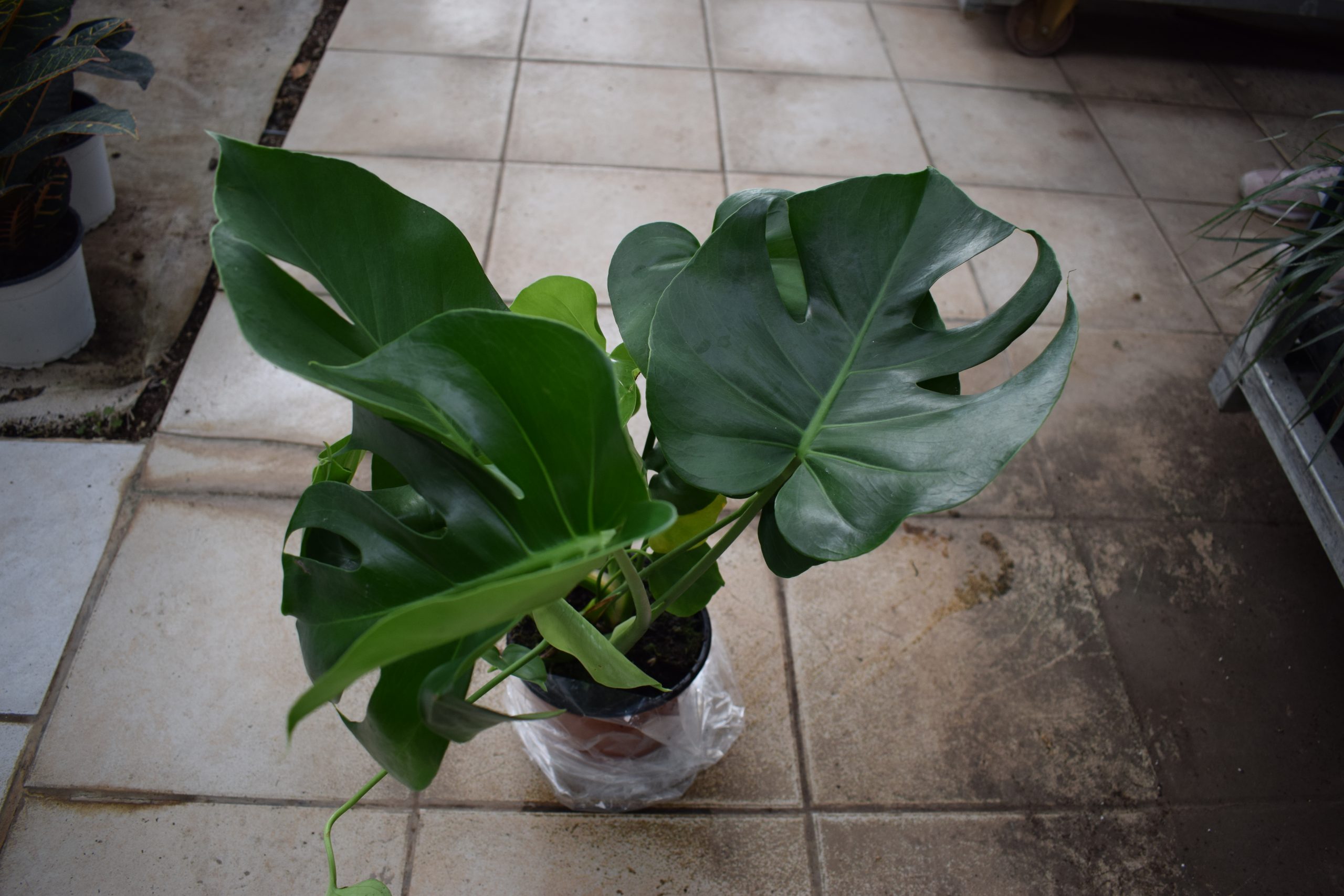 Μονστέρα - Image 2