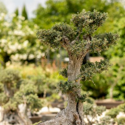 Μπονσάι Ελιάς 24