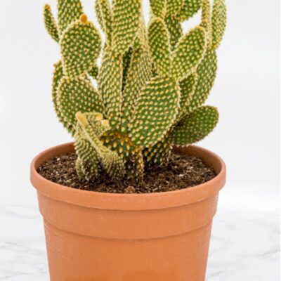 Φραγκοσυκιά