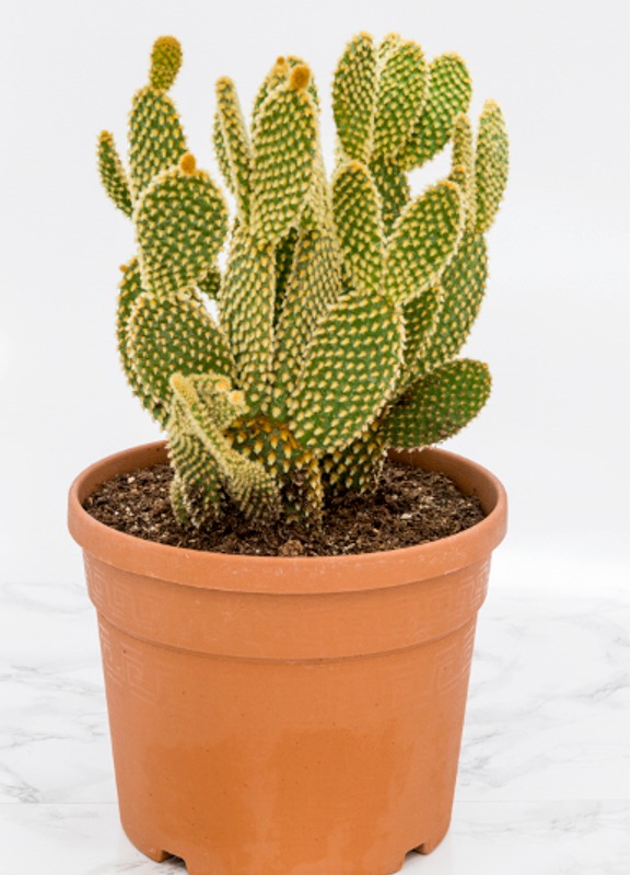 Φραγκοσυκιά