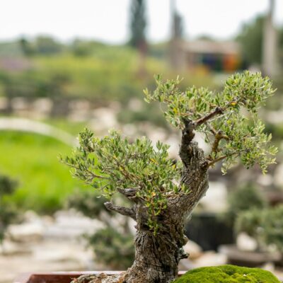 Μπονσάι Ελιάς 12