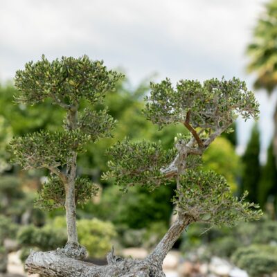 Μπονσάι Ελιάς 29