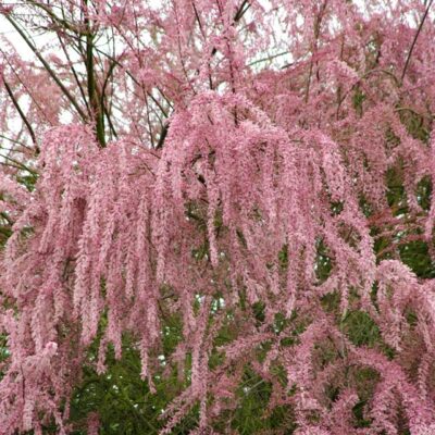 Αρλμυρίκι ή Τάμαριξ