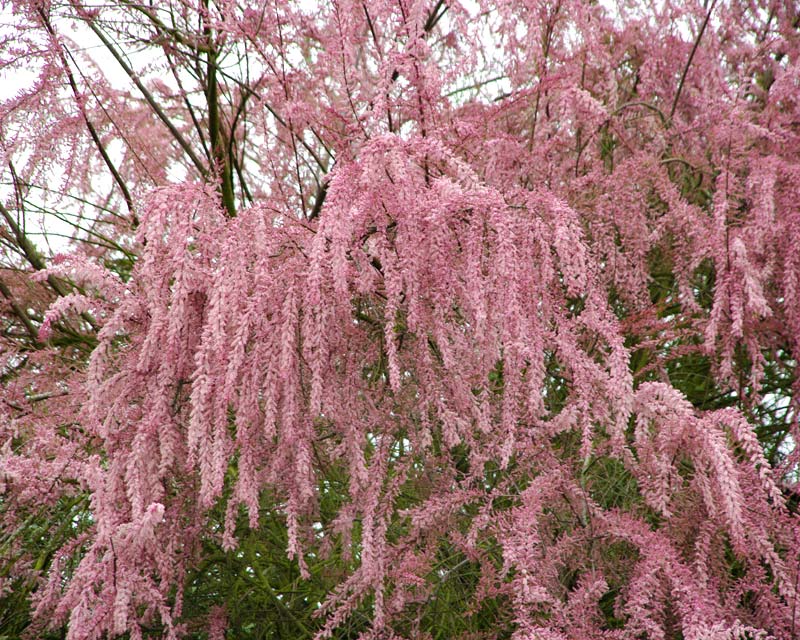 Αρλμυρίκι ή Τάμαριξ