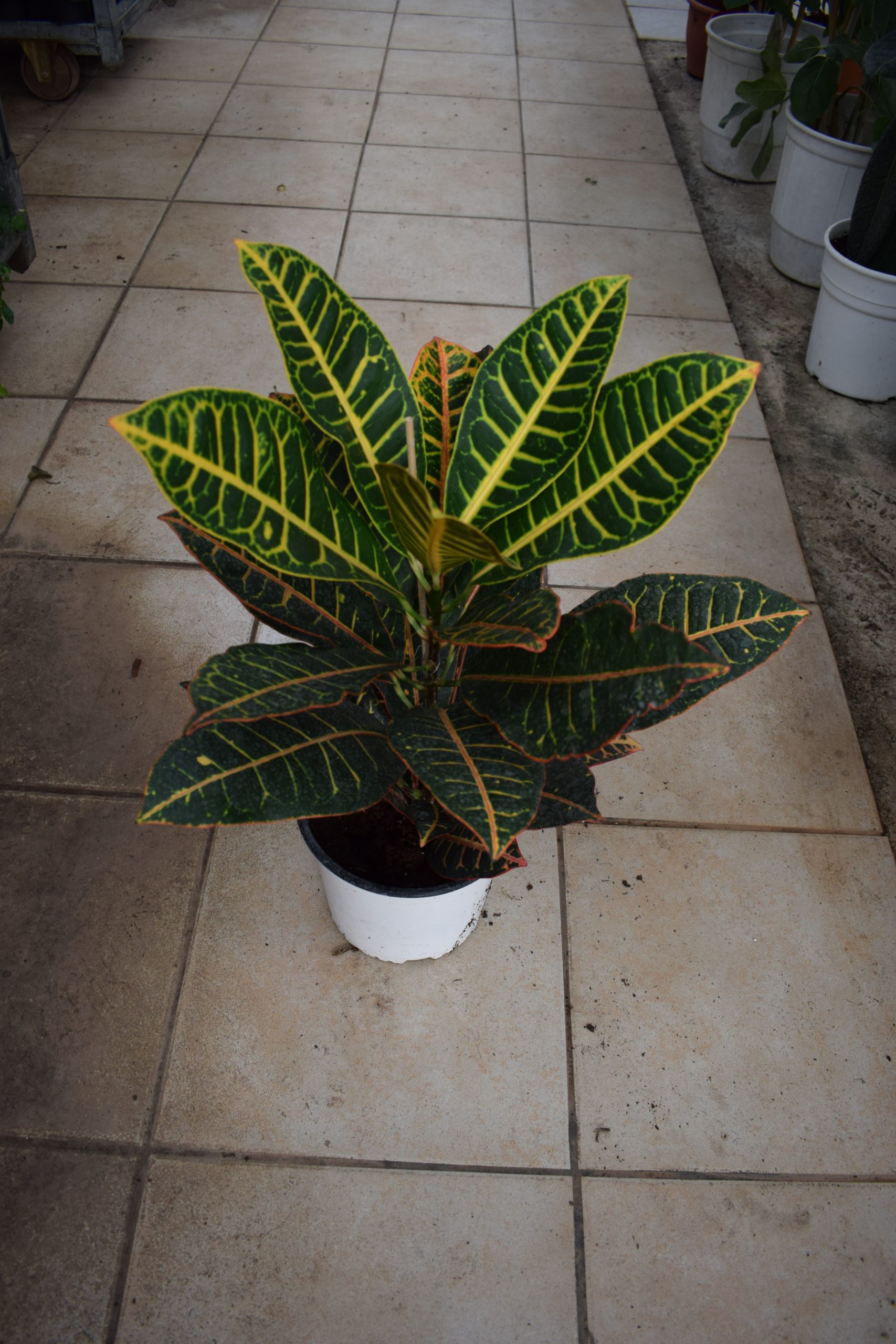 Κρότωνας - Image 2