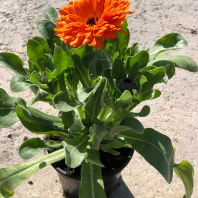 Καλέντουλα