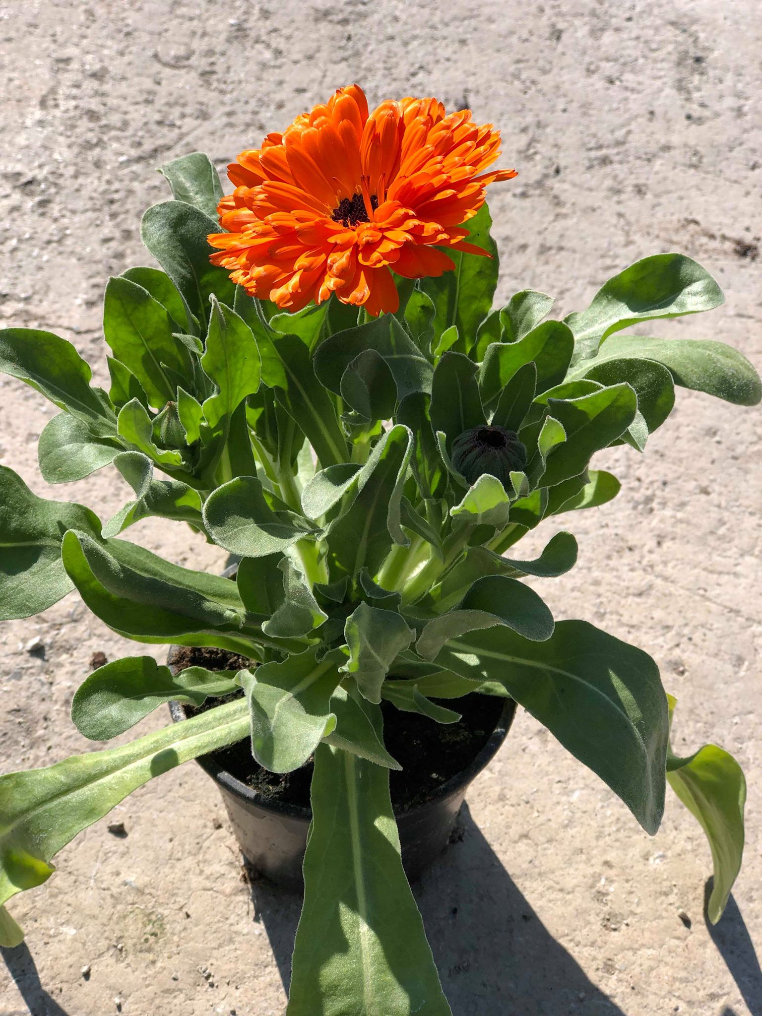 Καλέντουλα