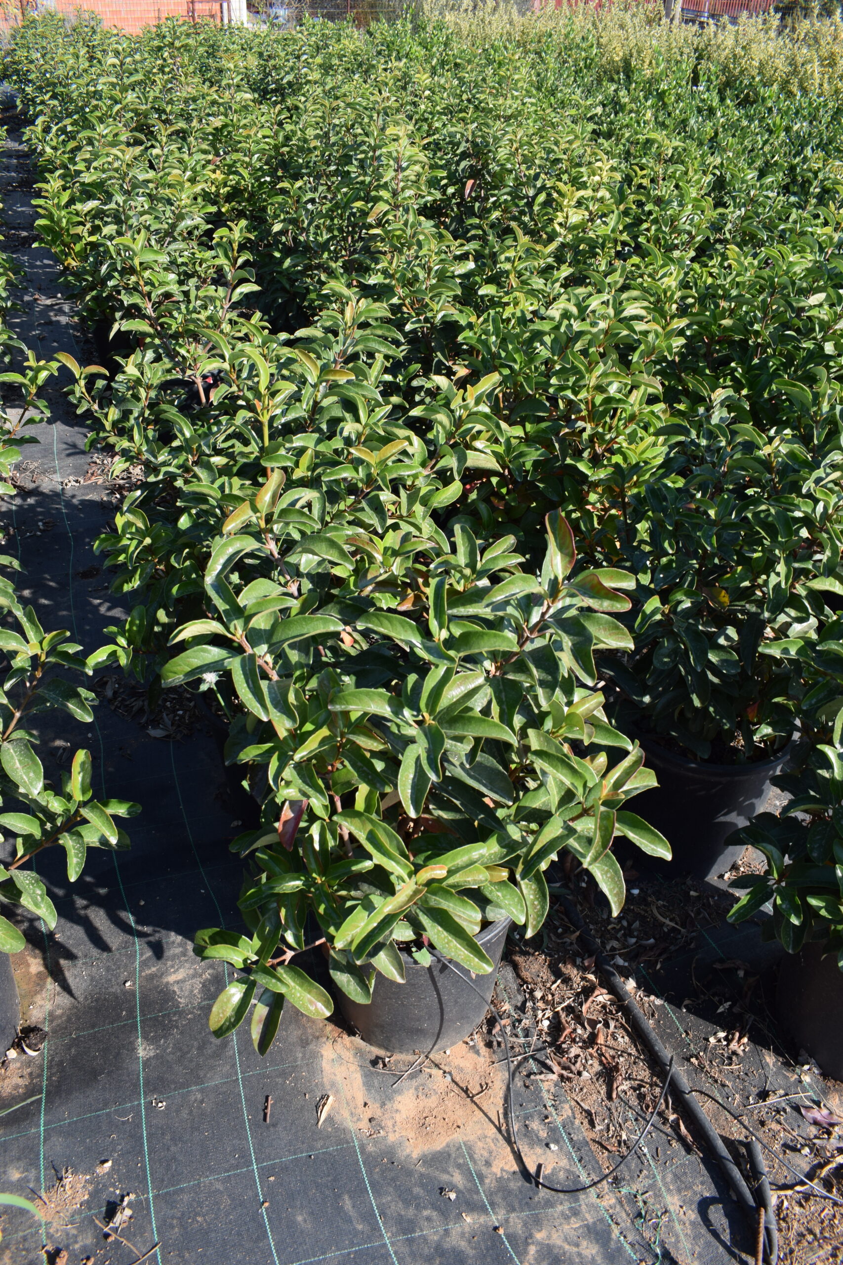 Βιβούρνο Λούσιντουμ - Image 2