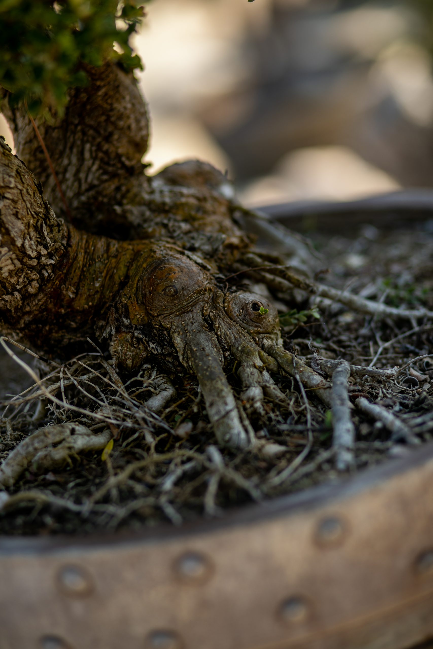 Μπονσάι Ελιάς 46 - Image 4