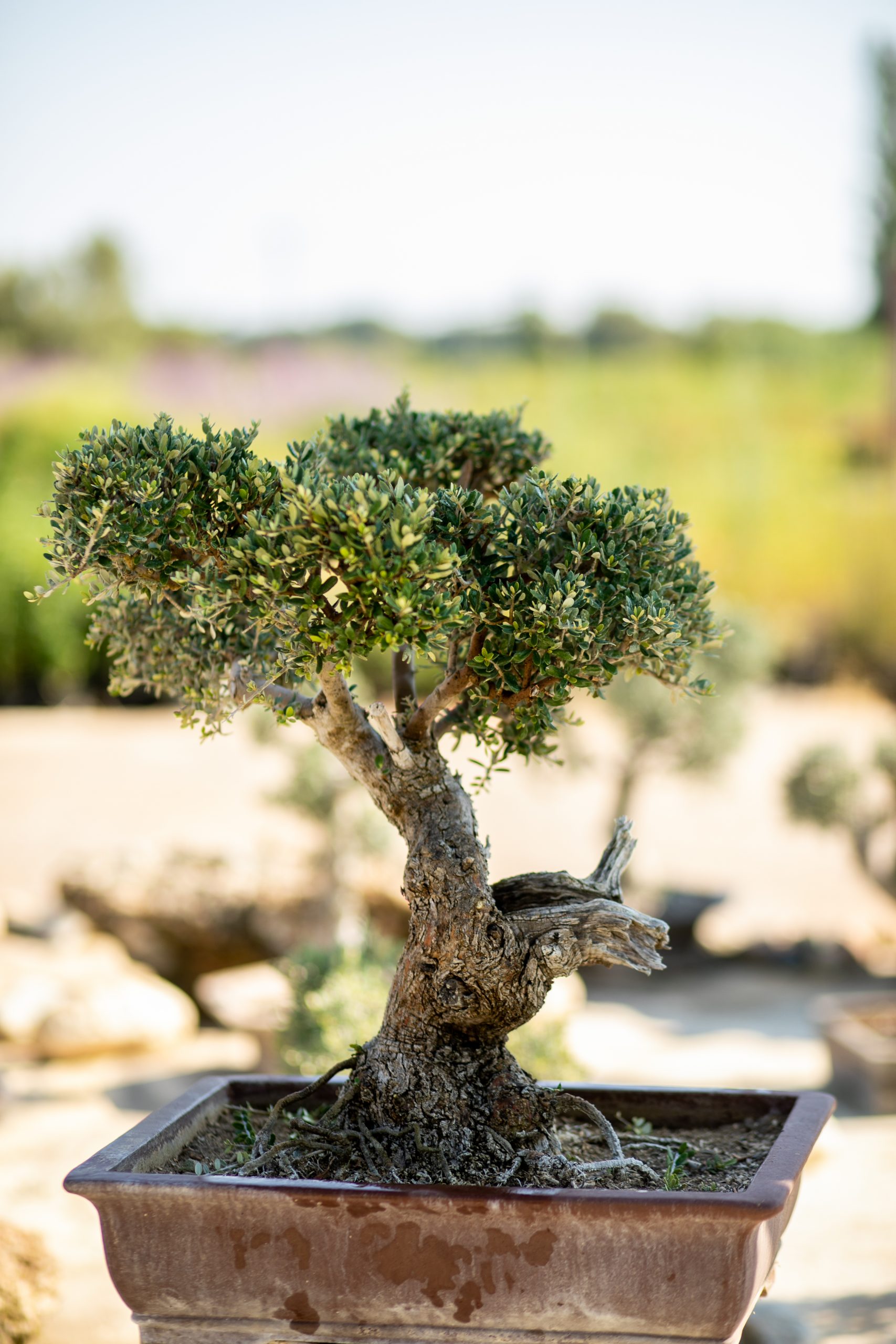 Μπονσάι Ελιάς 42 - Image 2