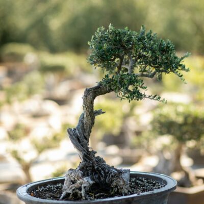 Μπονσάι Ελιάς 59