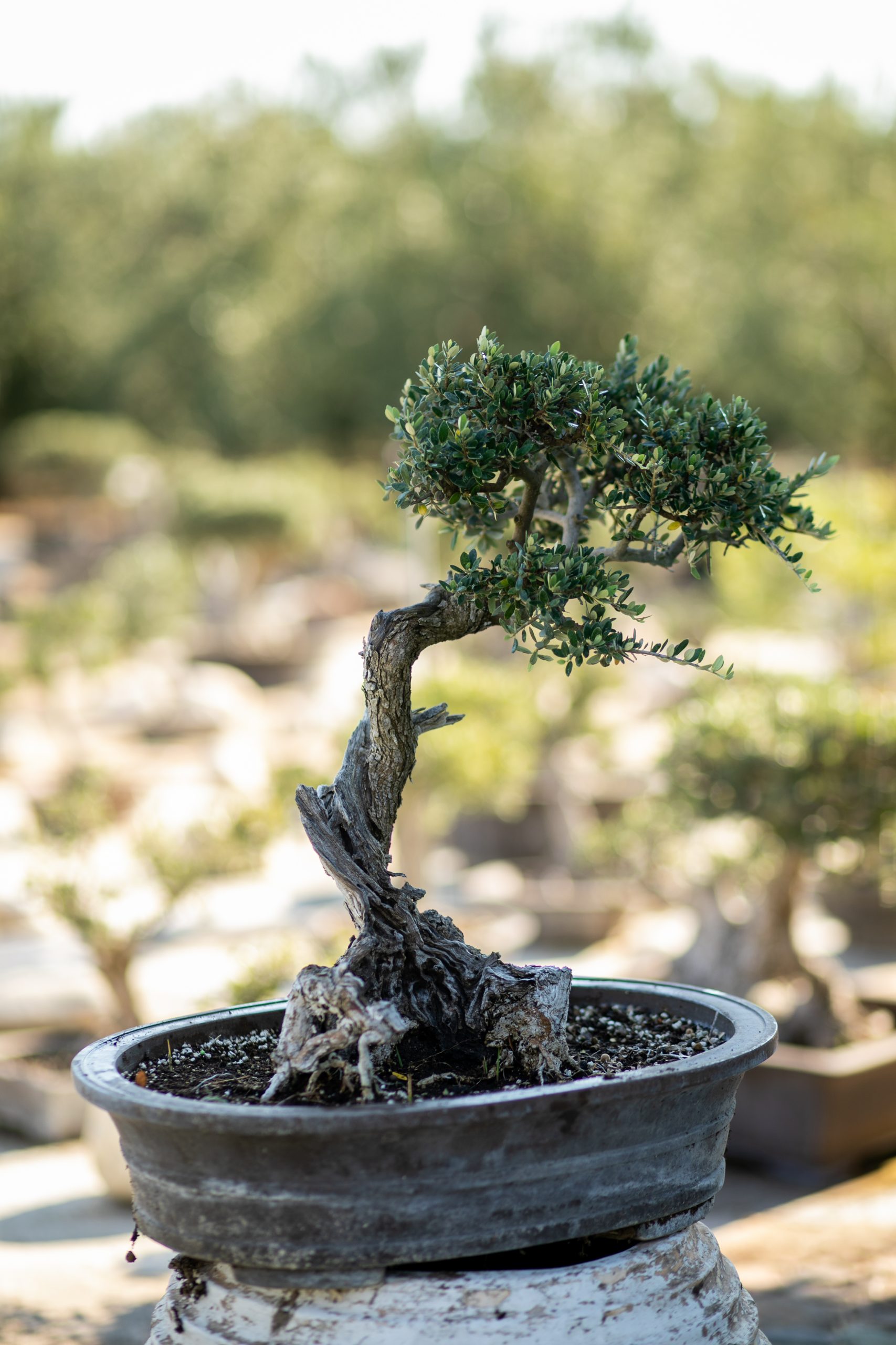 Μπονσάι Ελιάς 59