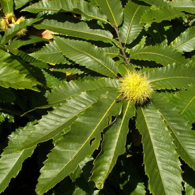 Καστανιά Γλάστρα