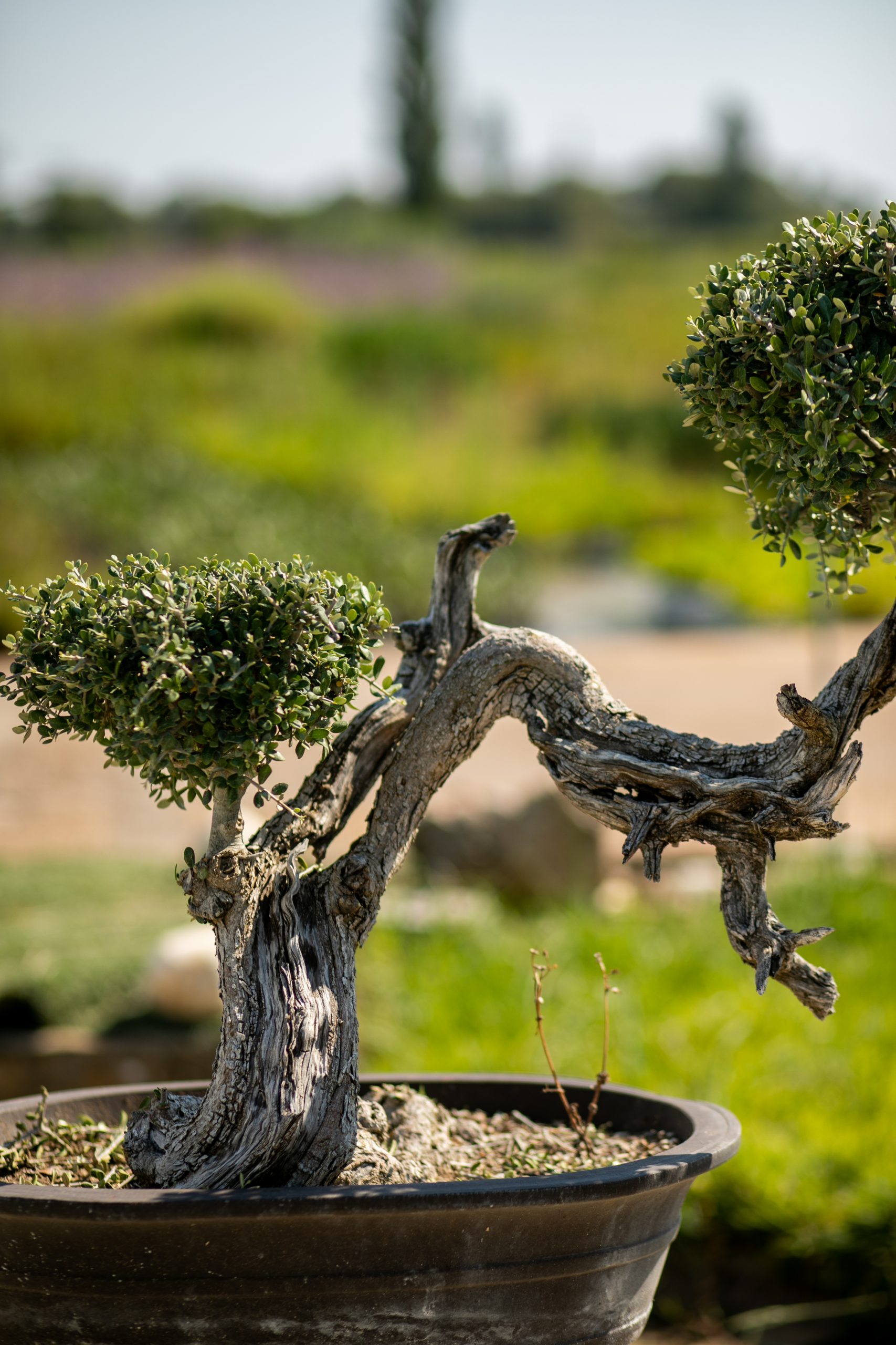 Μπονσάι Ελιάς 35 - Image 3