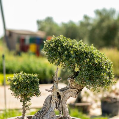 Μπονσάι Ελιάς 36