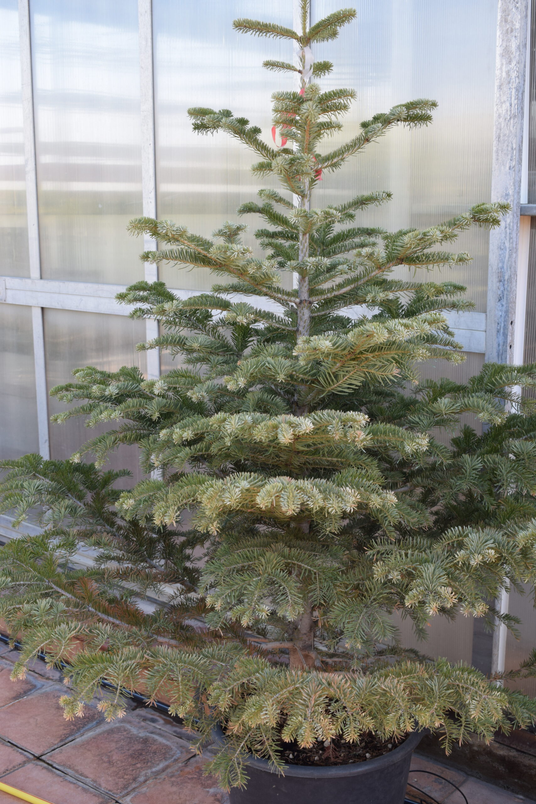 Έλατο - Image 2