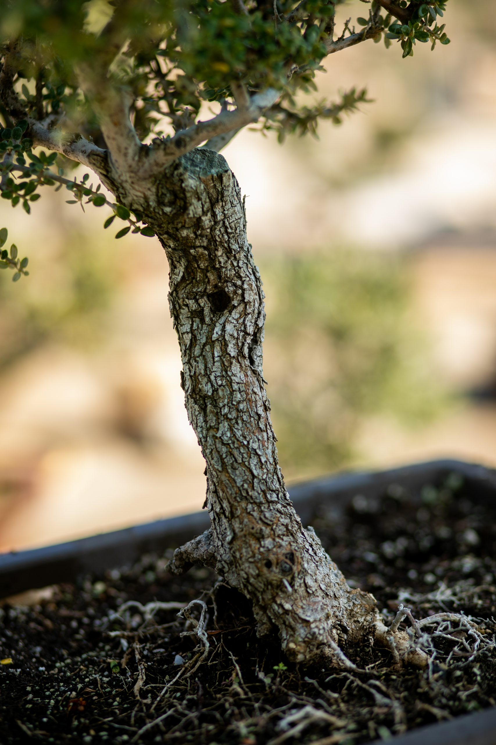 Μπονσάι Ελιάς 52 - Image 3