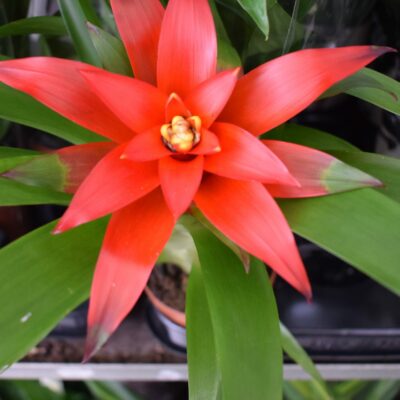 Γκουζμάνια