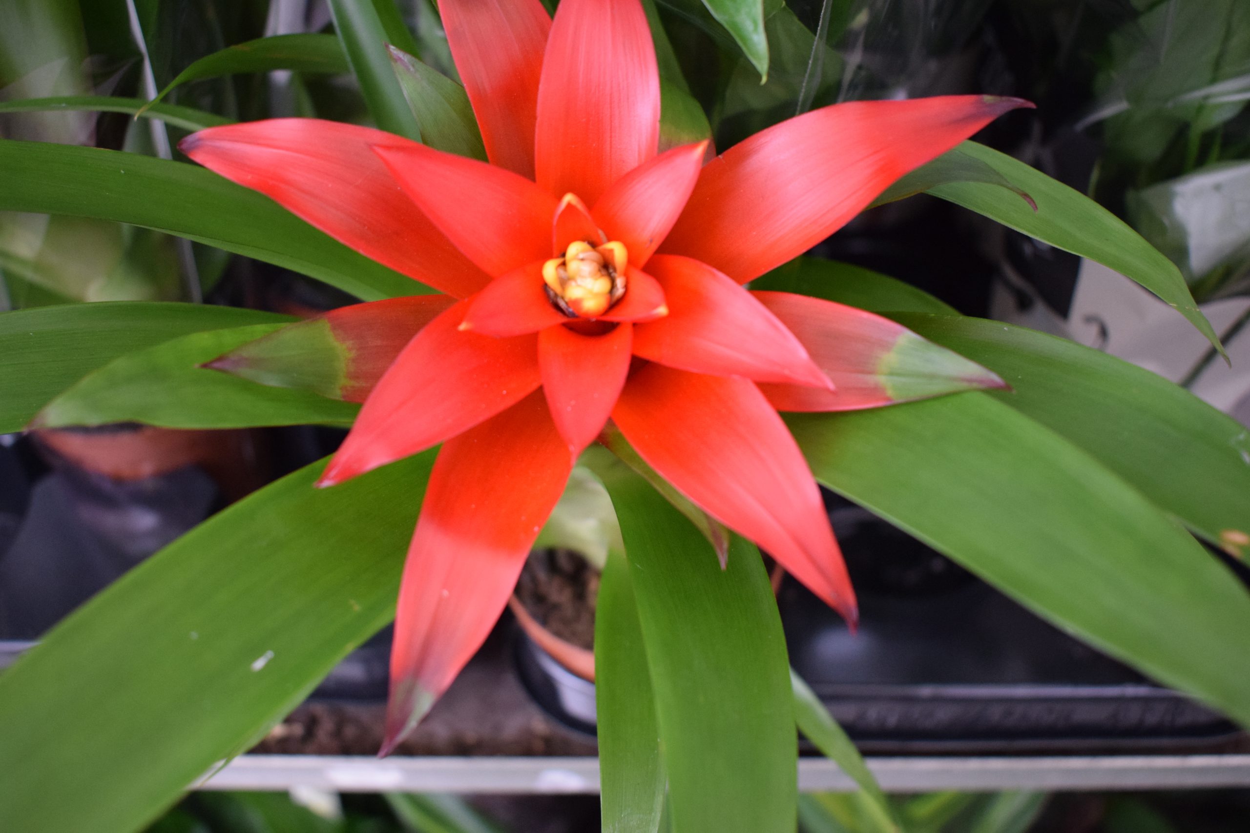 Γκουζμάνια