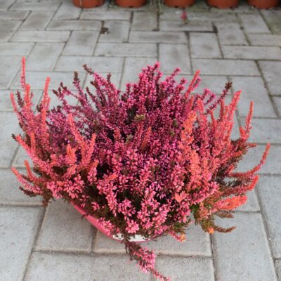 Καλλούνα ή Έρικα