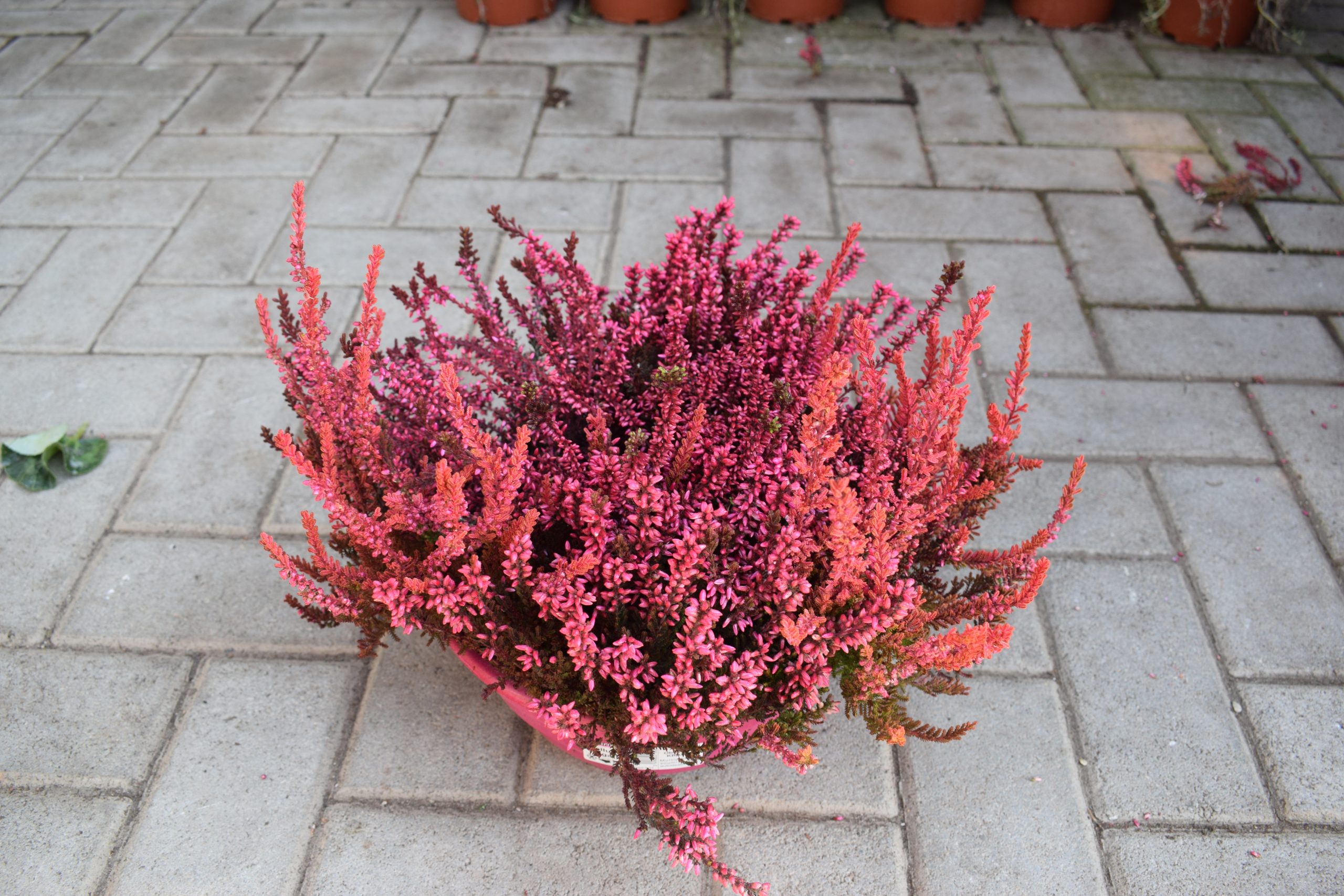 Καλλούνα ή Έρικα