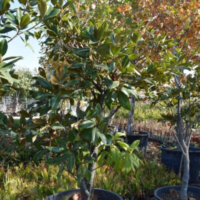 Μανώλια Μεγάλο Δέντρο