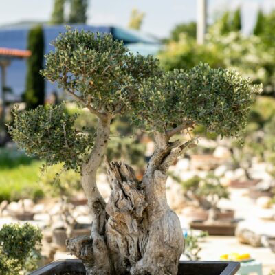 Μπονσάι Ελιάς 33