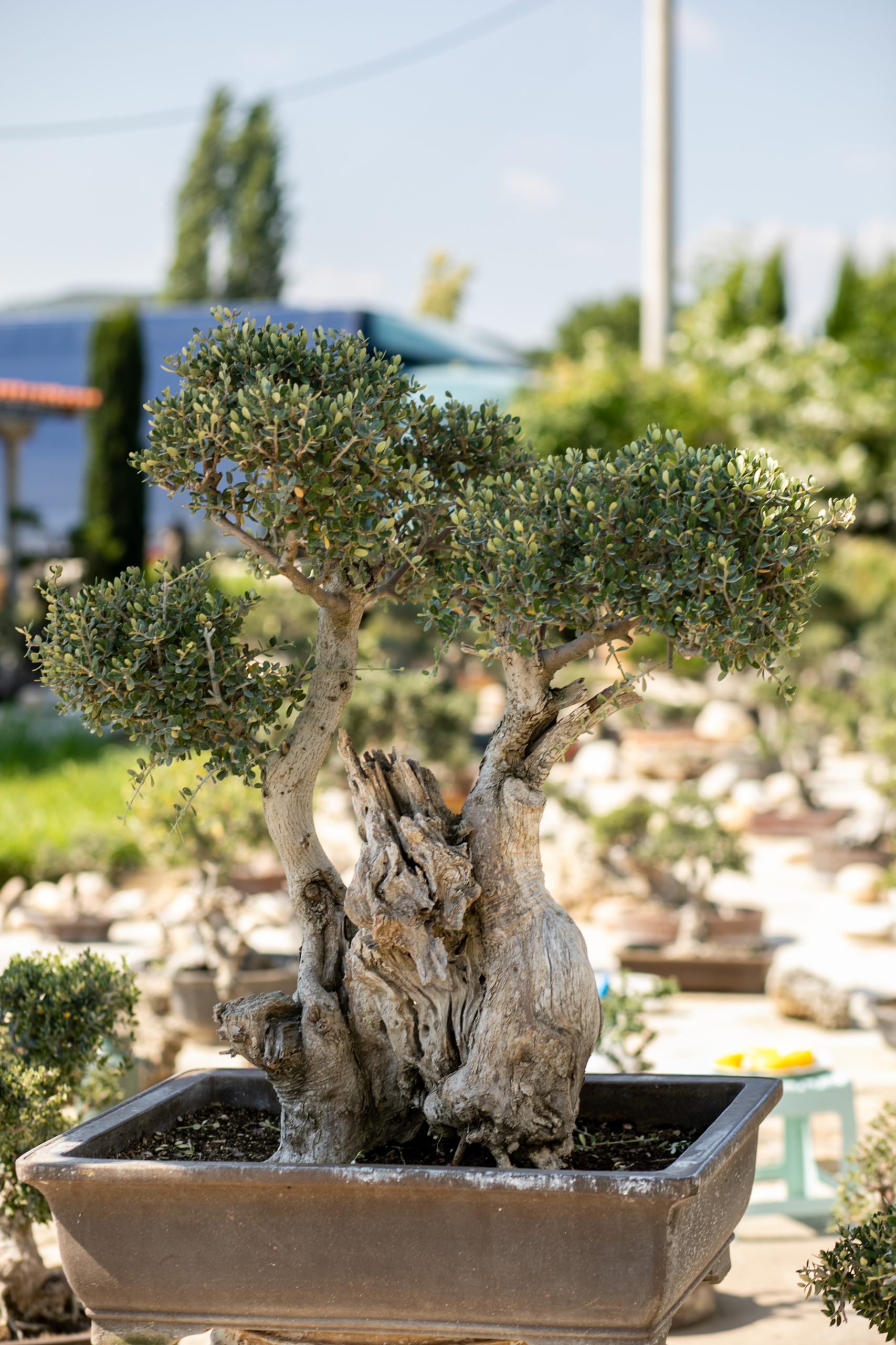 Μπονσάι Ελιάς 33