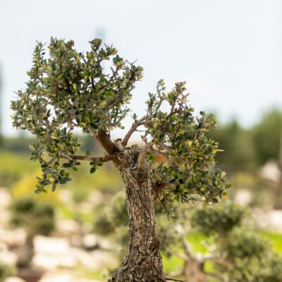 Μπονσάι Ελιάς 22