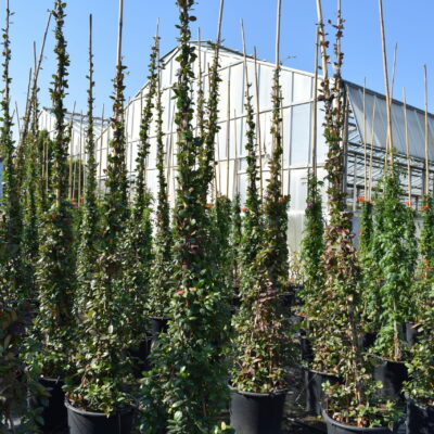 Ρυγχόσπερμα