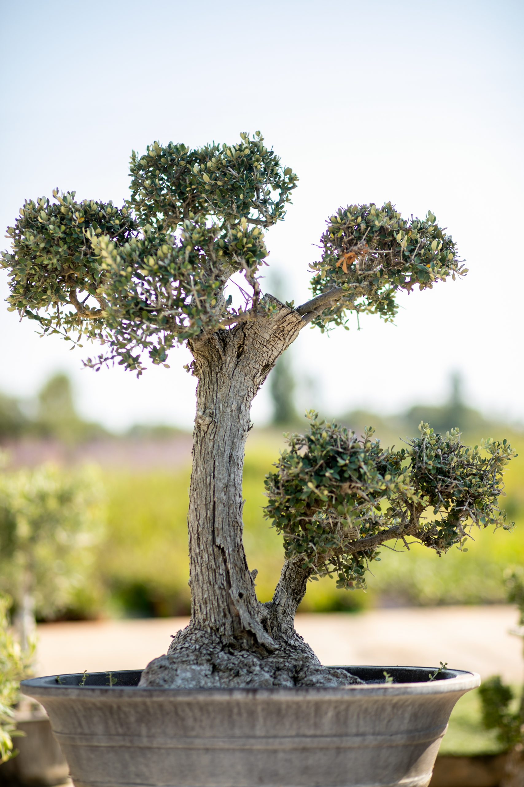 Μπονσάι Ελιάς 38 - Image 2