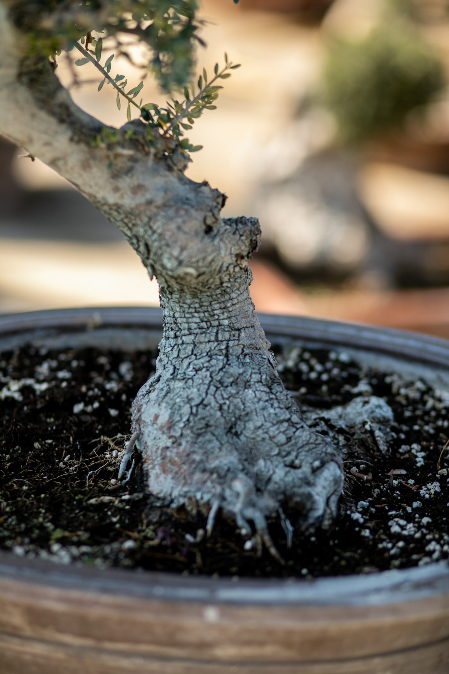 Μπονσάι Ελιάς 48 - Image 4