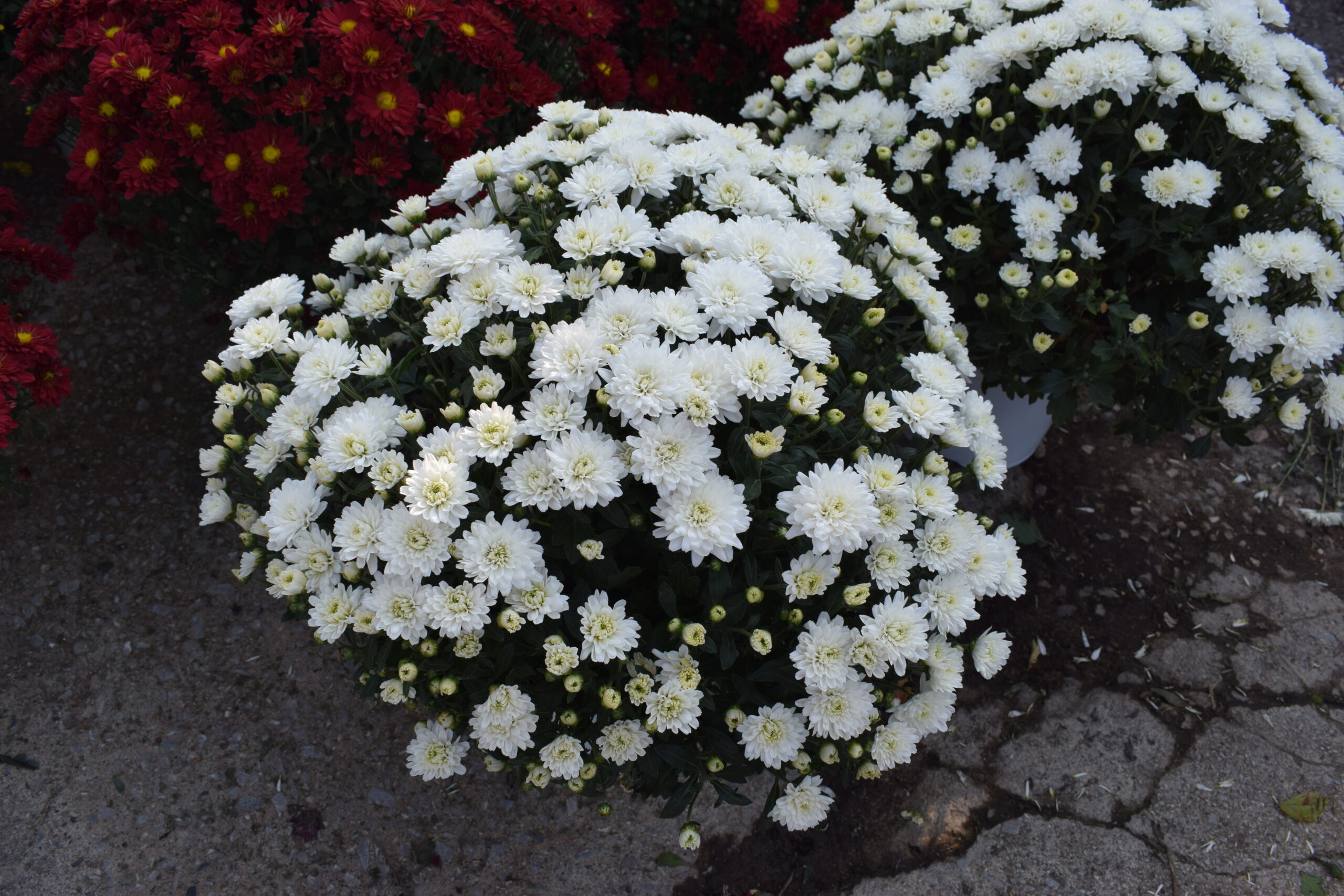 Χρυσάνθεμο - Image 2