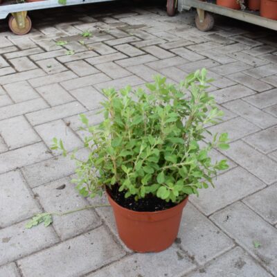 Μαντζουράνα