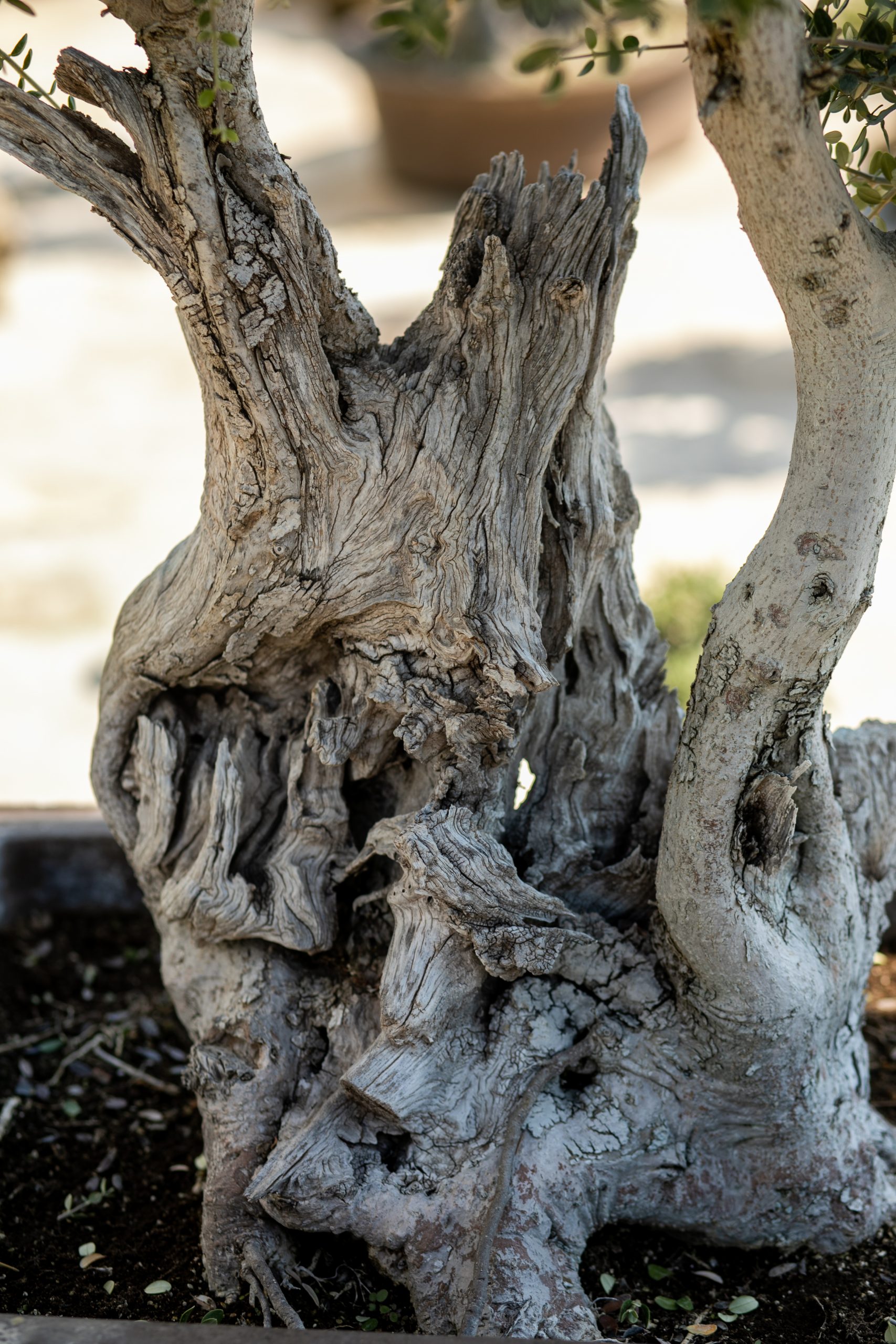 Μπονσάι Ελιάς 33 - Image 3