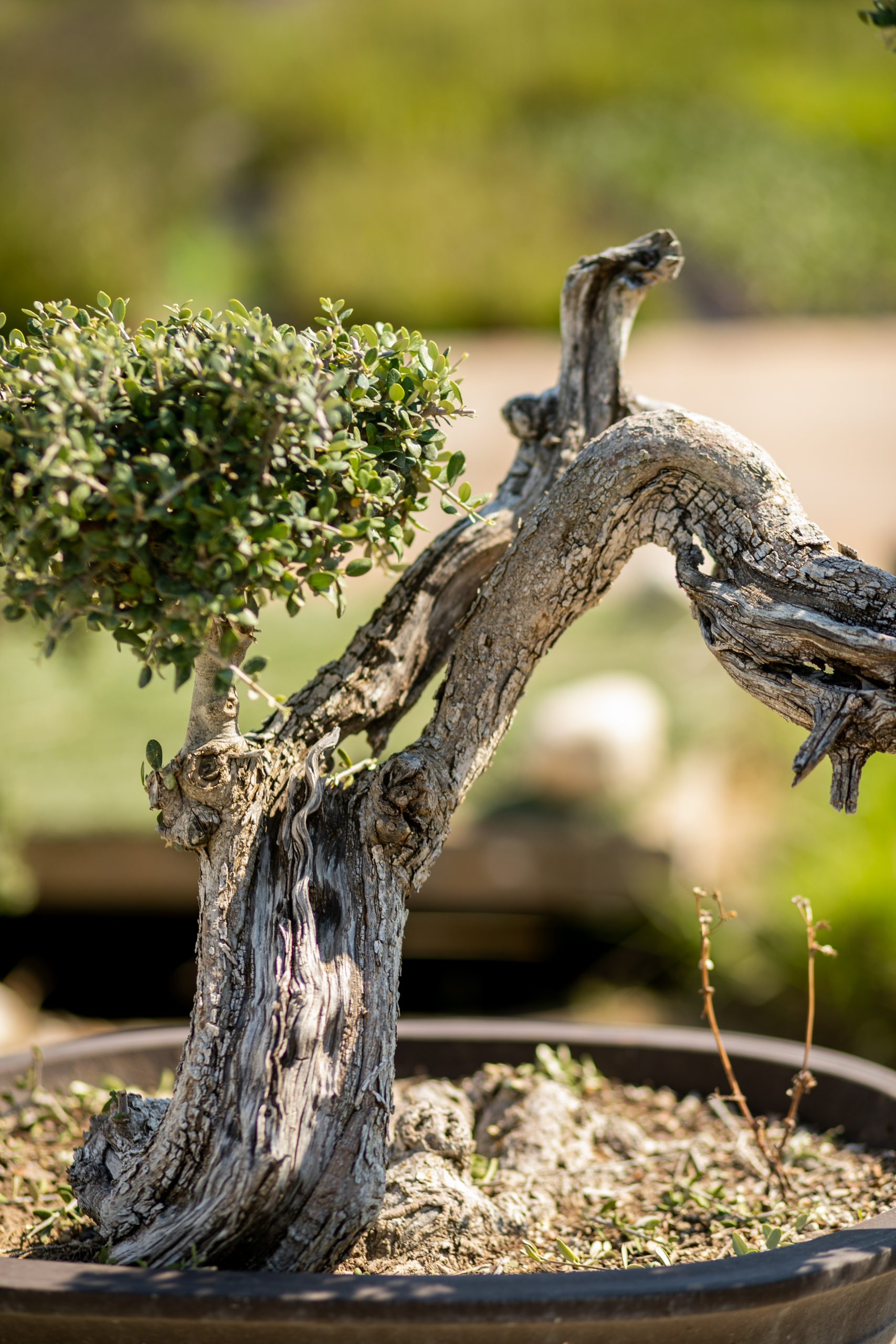 Μπονσάι Ελιάς 35 - Image 5