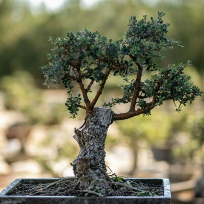 Μπονσάι Ελιάς 54