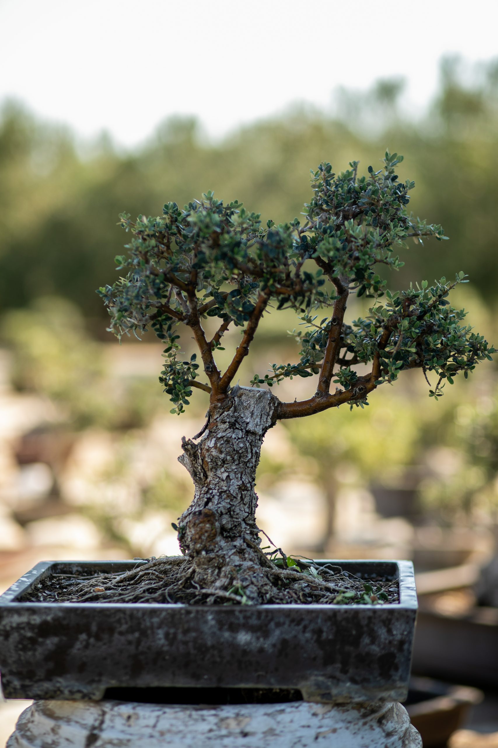 Μπονσάι Ελιάς 54