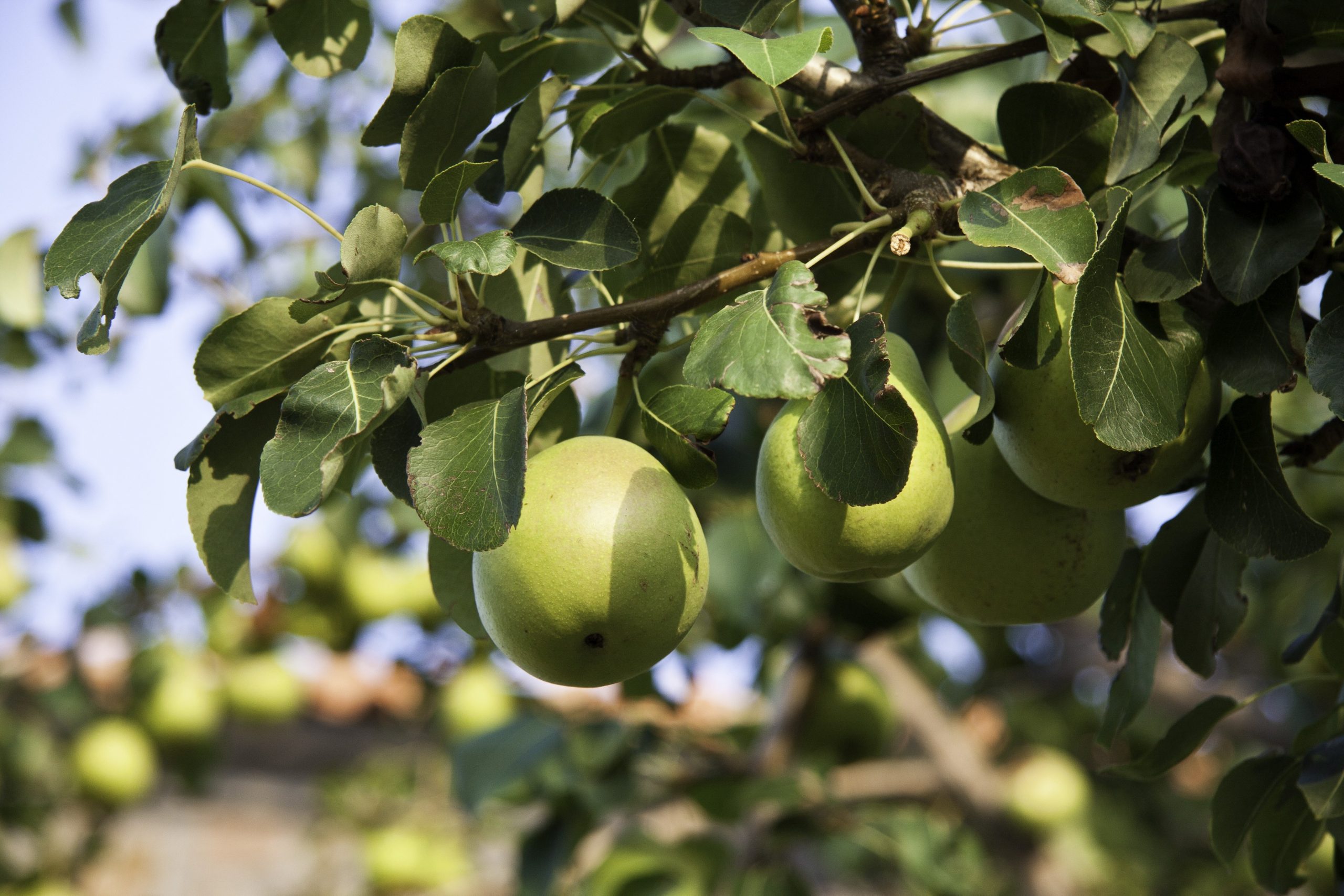 Αχλαδιά Γλάστρα 17 cm-2 L - Image 3