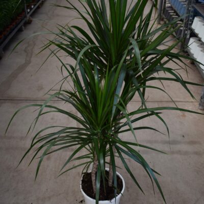 Δράκαινα Μαρτζινάτα