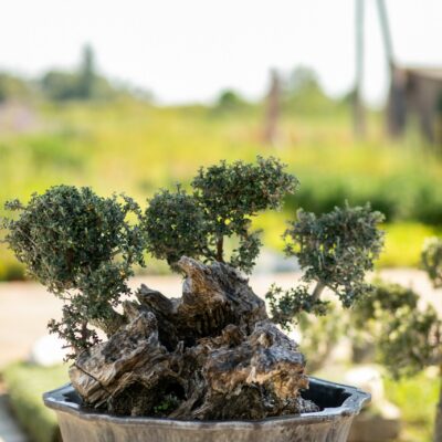 Μπονσάι Ελιάς 40