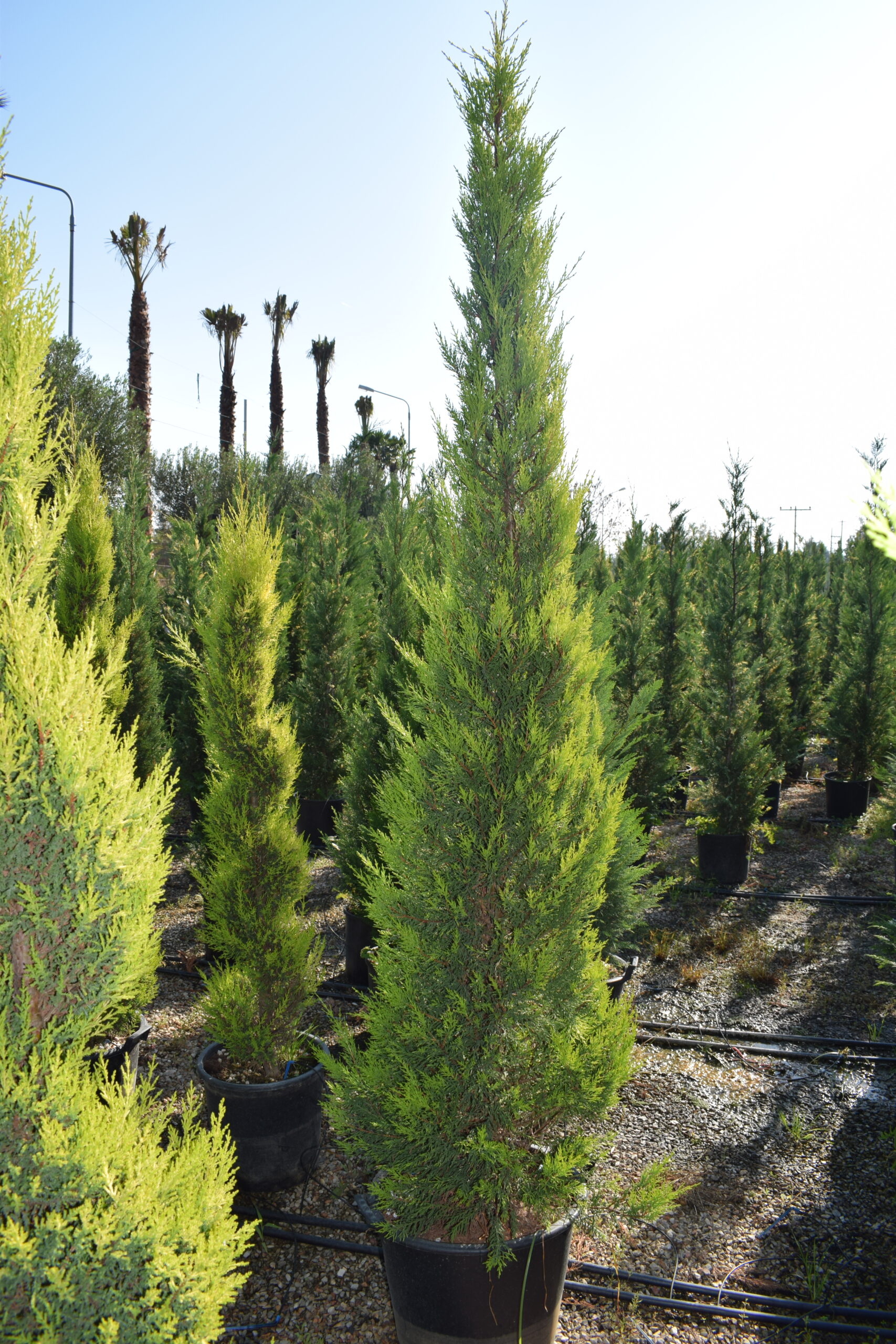 Λεμονοκυπάρισσο "Gold Crest" - Image 3