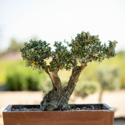 Μπονσάι Ελιάς 45