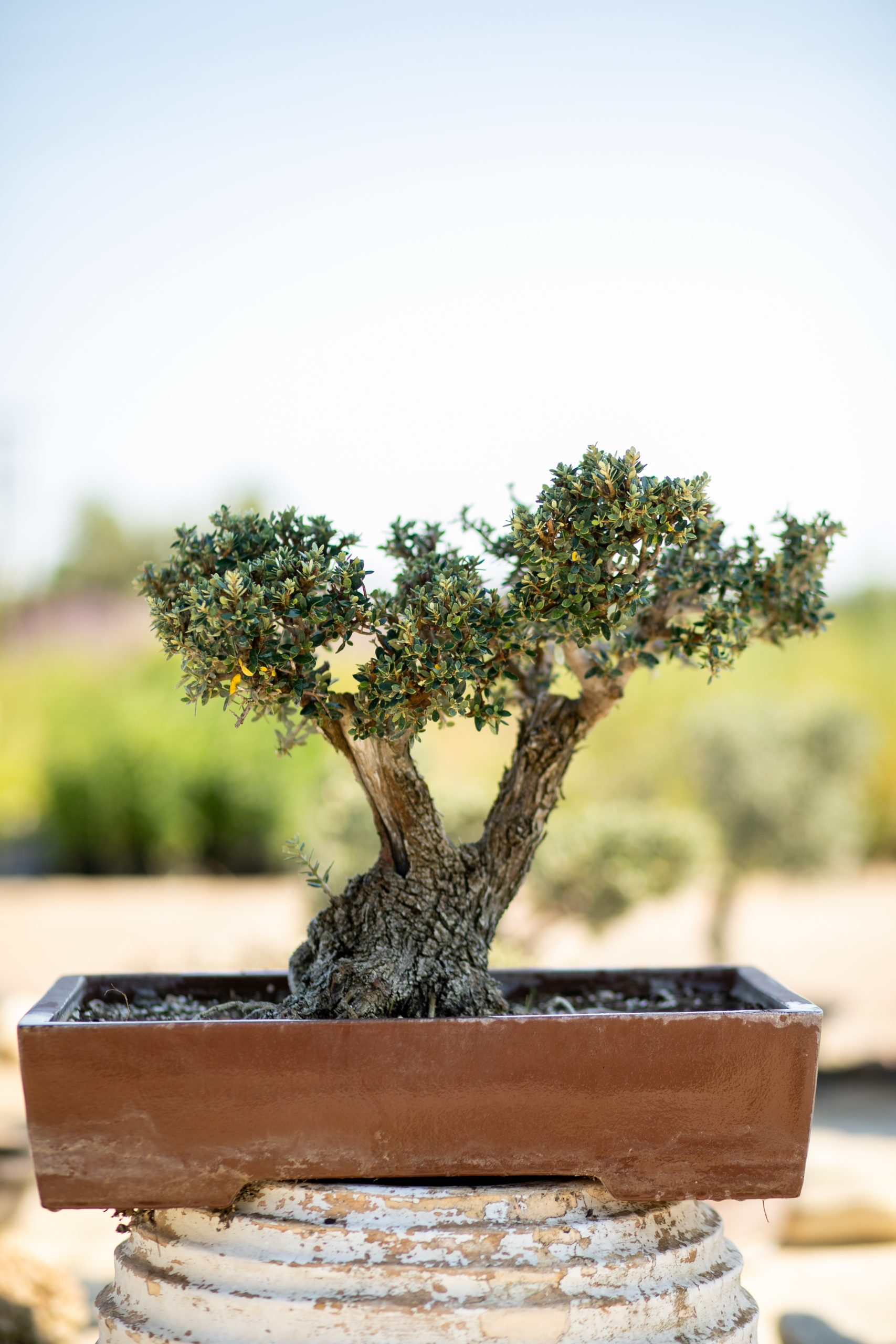 Μπονσάι Ελιάς 45