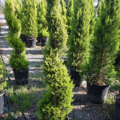 Λεμονοκυπάρισσο Σπιράλ