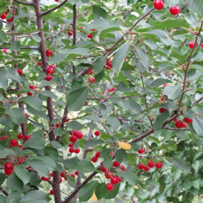 Βυσσινιά Γλάστρα 17 cm- 2 L