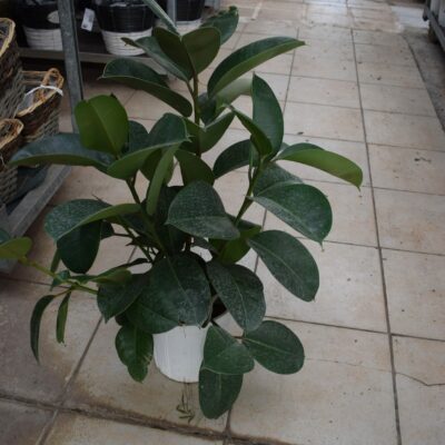 Φίκος Ρομπούστα