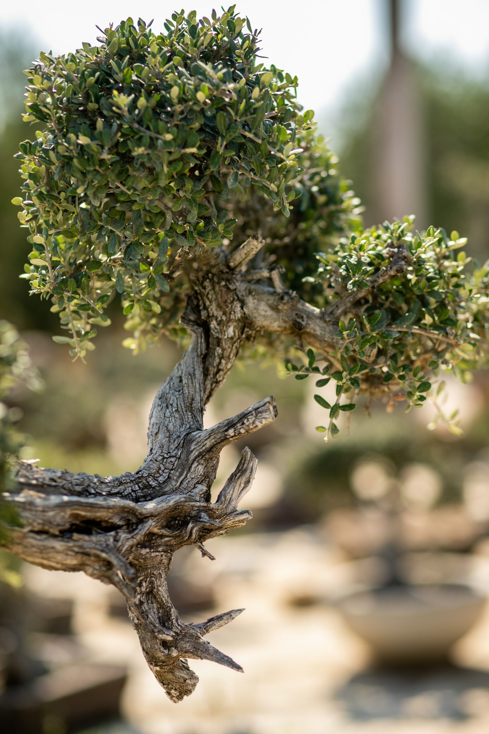 Μπονσάι Ελιάς 35 - Image 4