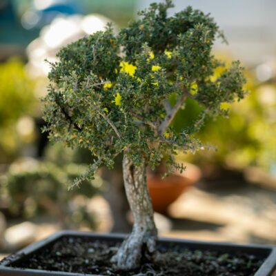 Μπονσάι Ελιάς 52