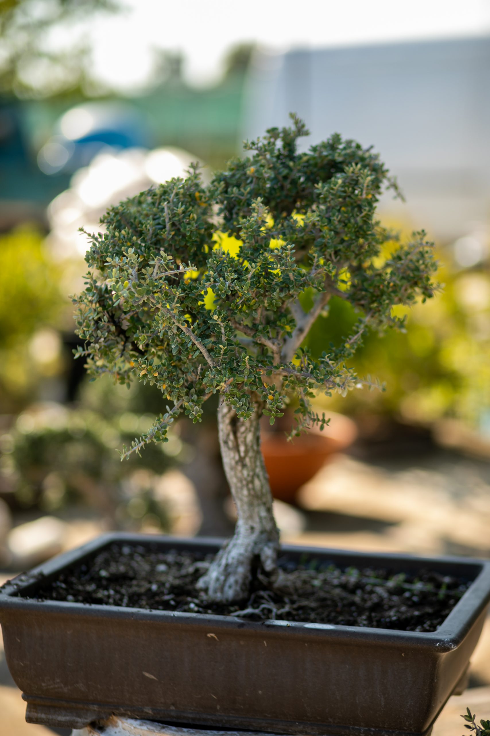 Μπονσάι Ελιάς 52